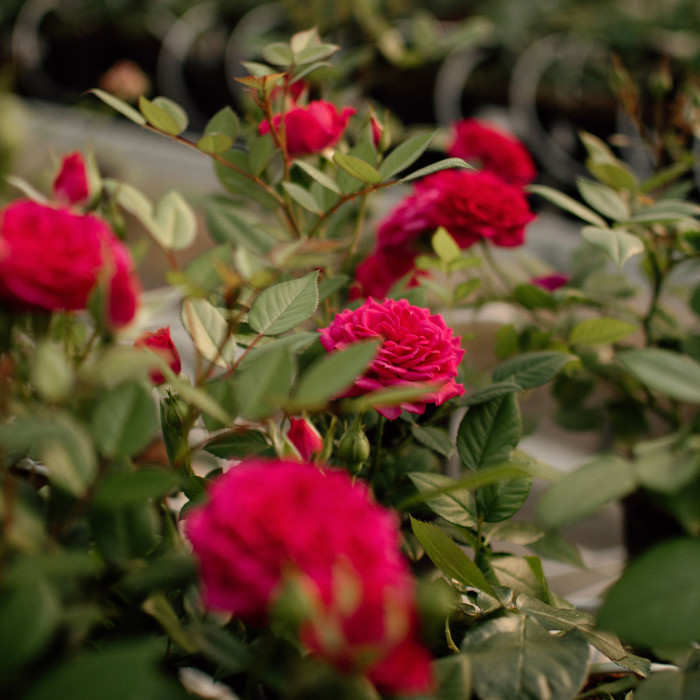 FUCHSIA TERRAZZA® FUCHSIA TERRAZZA®